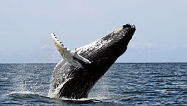 /GovXImages/270px-Humpback_stellwagen_edit.jpg